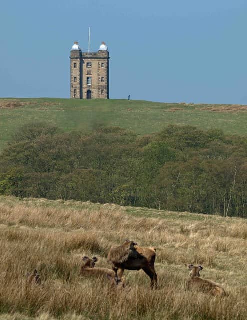 The Deer Park