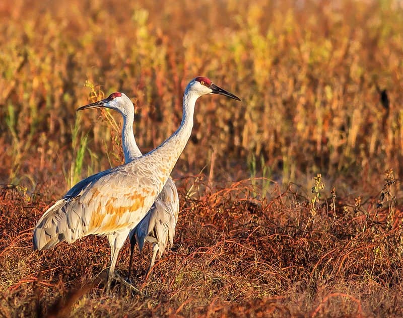 Wildlife Viewing Deck