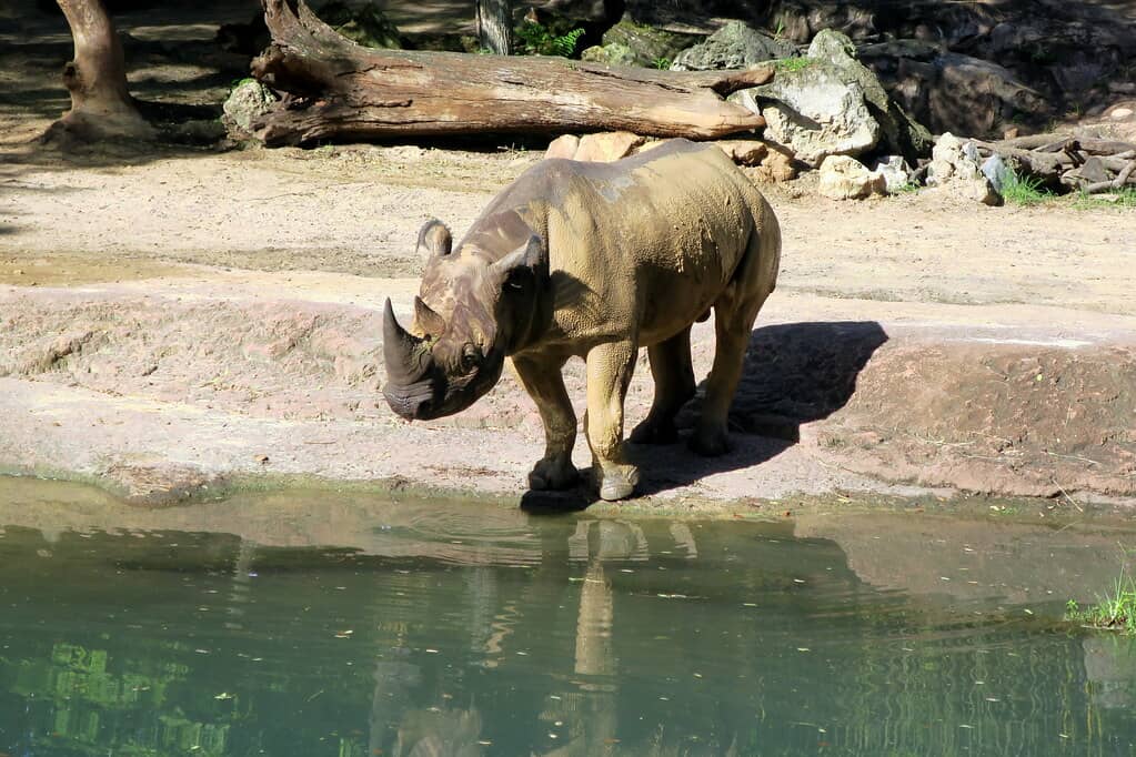Kilimanjaro Safaris