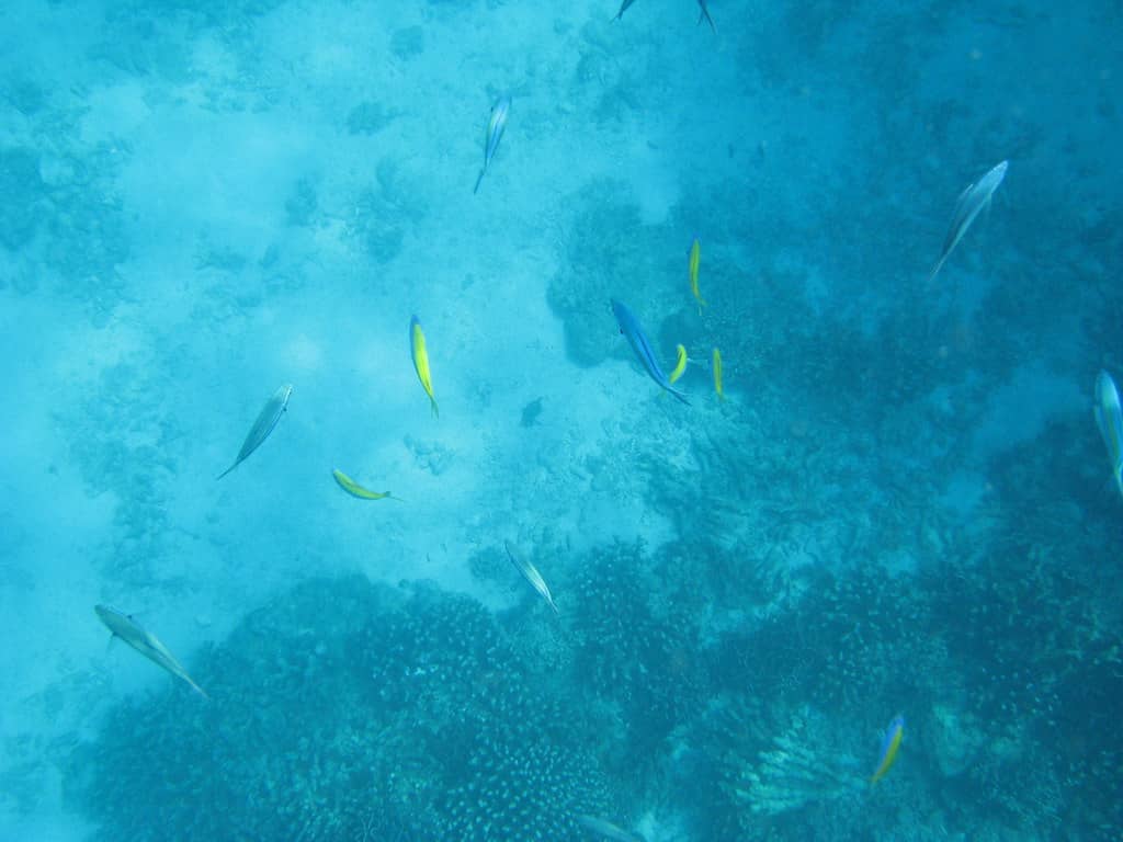 Vibrant Coral Reefs