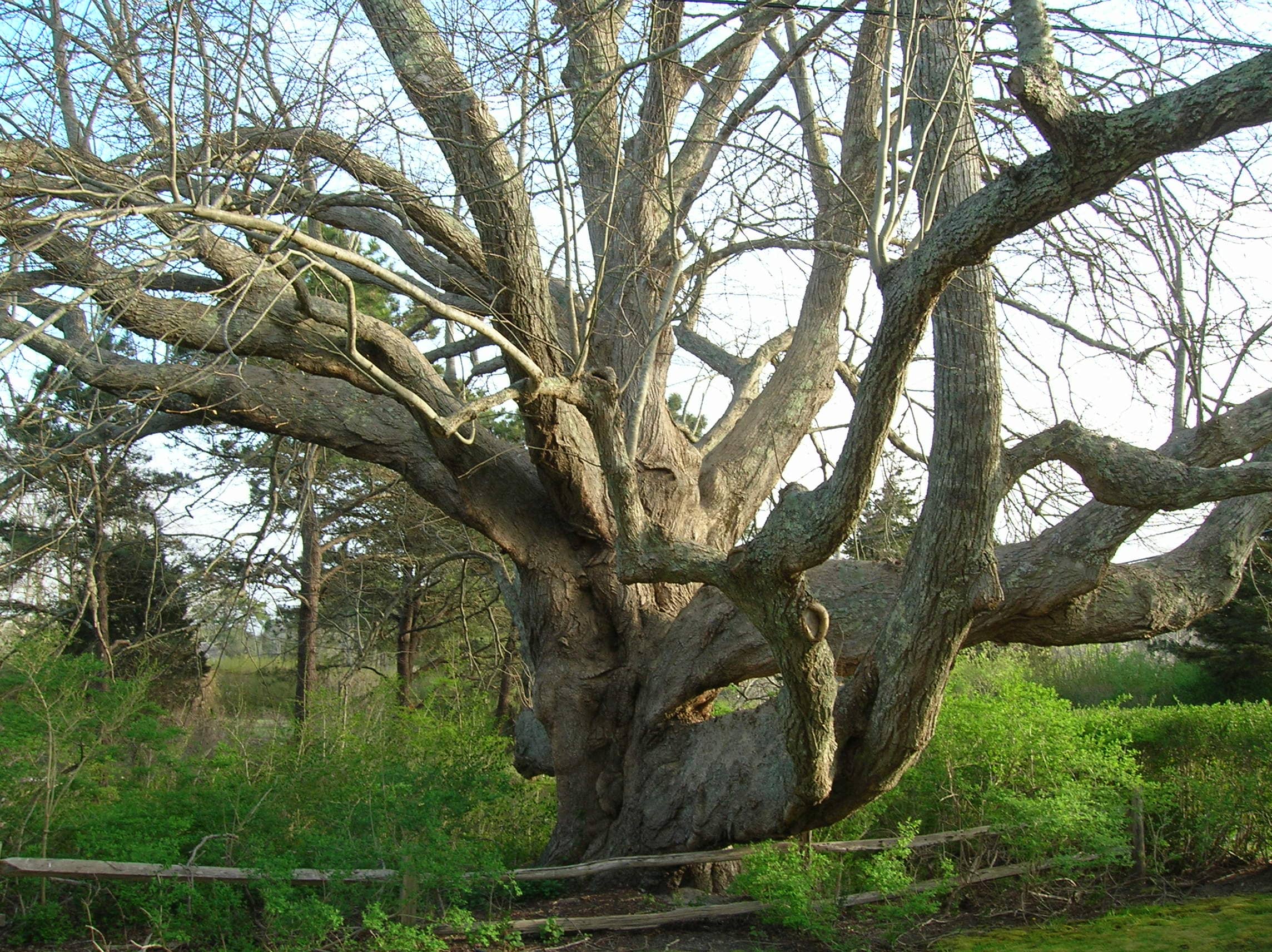 Old Linde Tree
