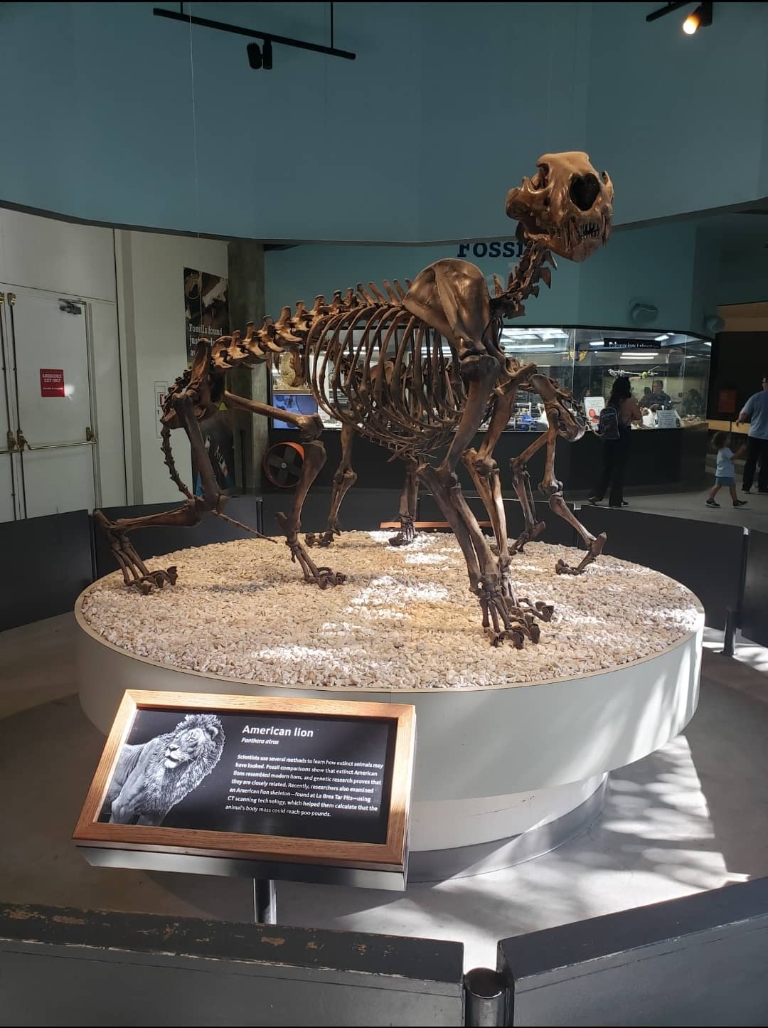 Museum of Paleontology