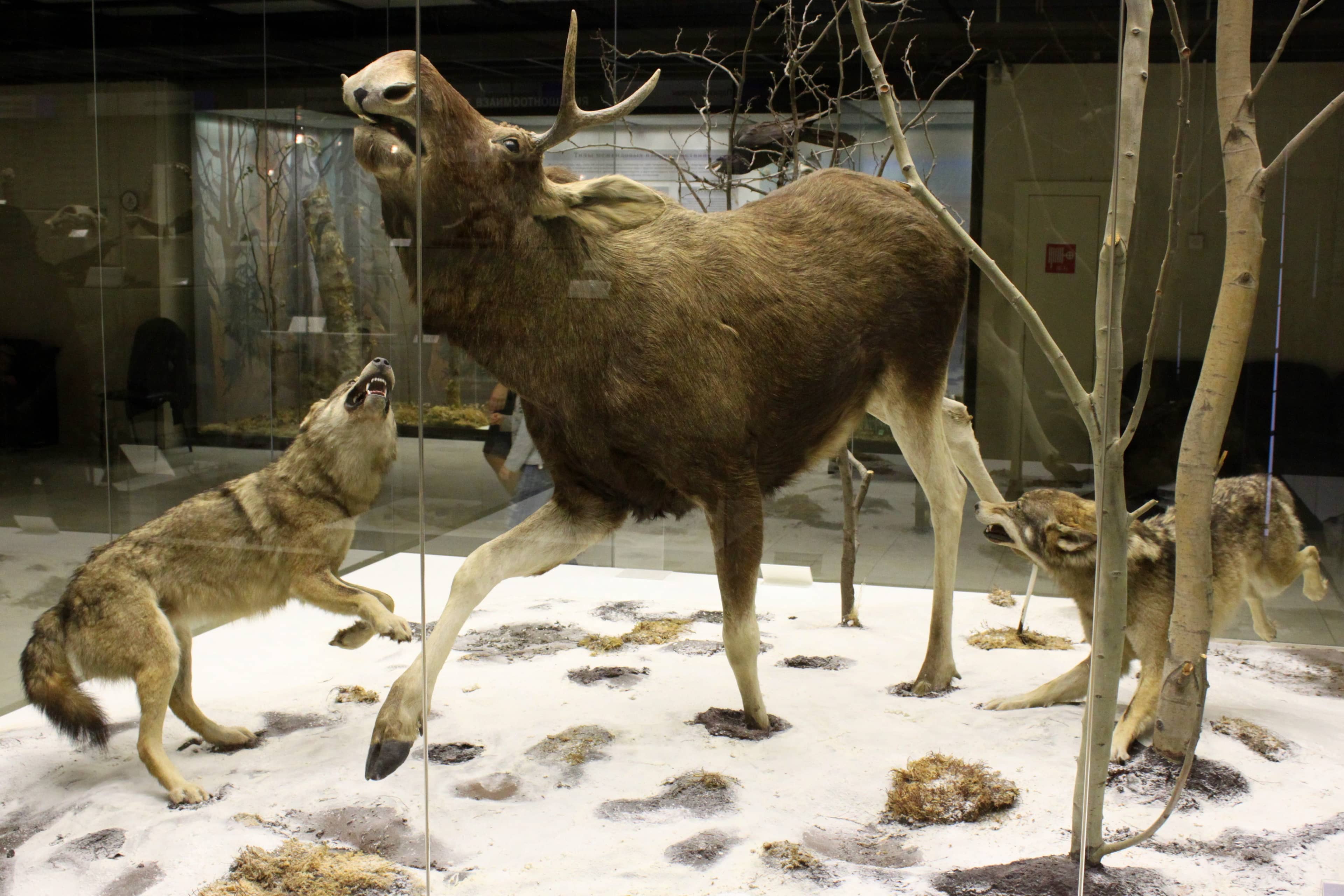 Evolutionary Displays