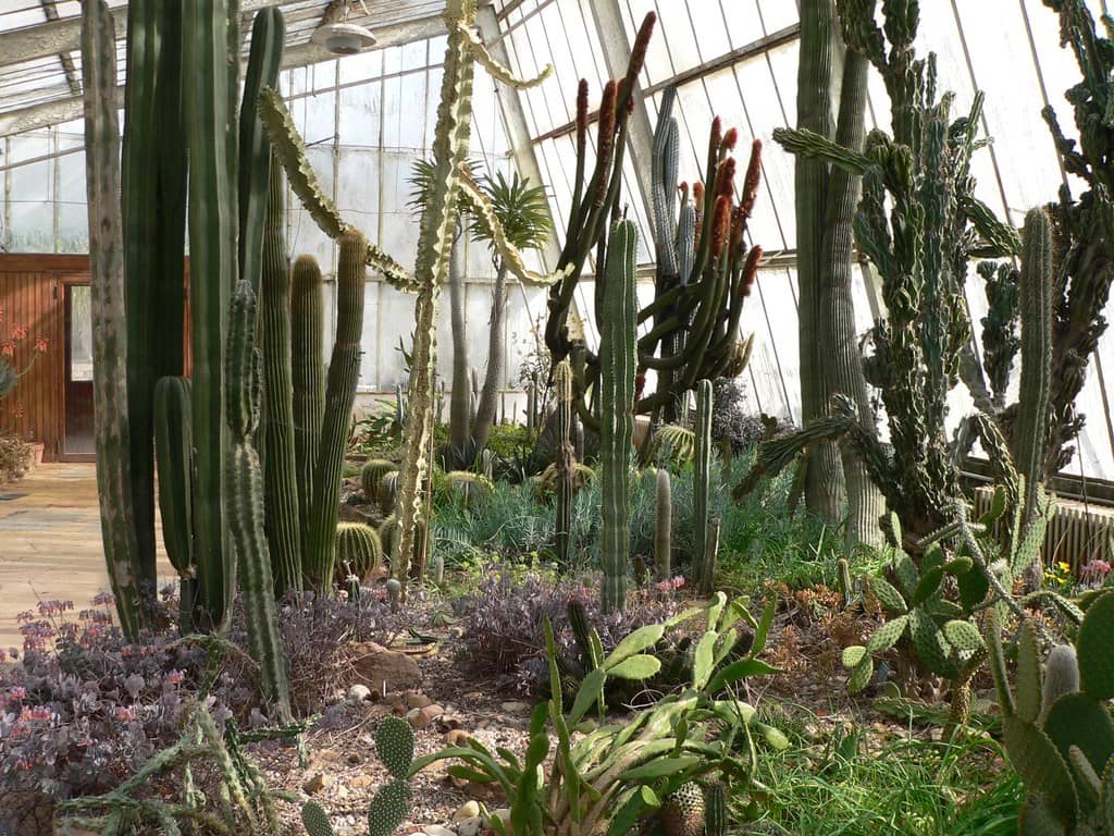 Vibrant Cactus Collection