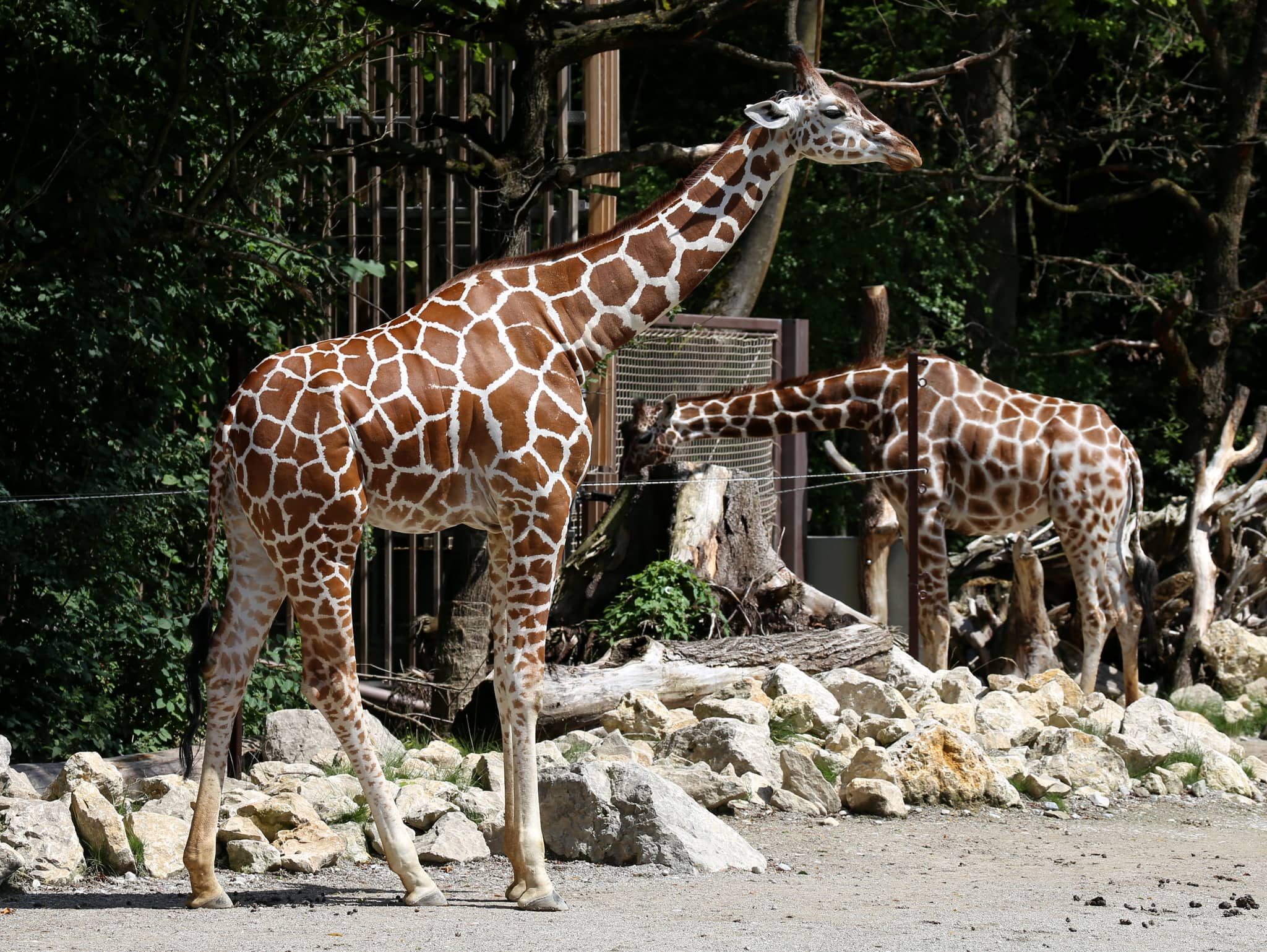 Majestic Giraffes