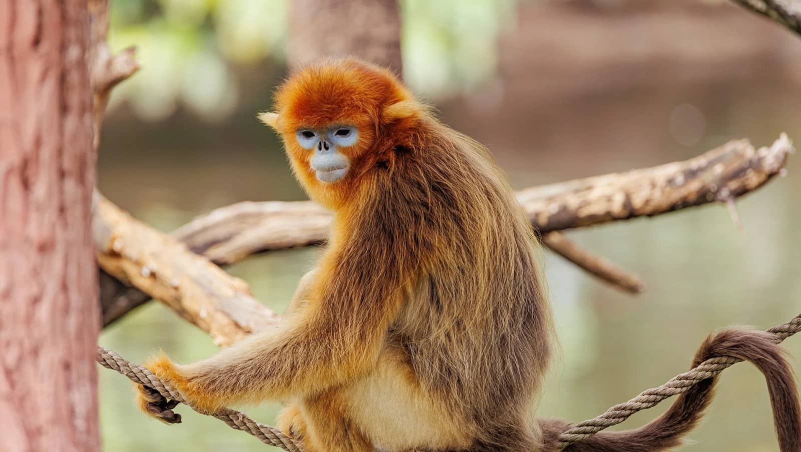 Golden Monkeys