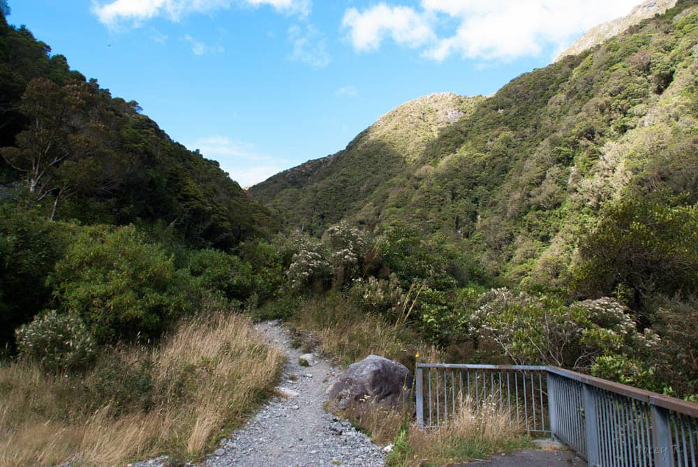 Native Bush & Wildlife
