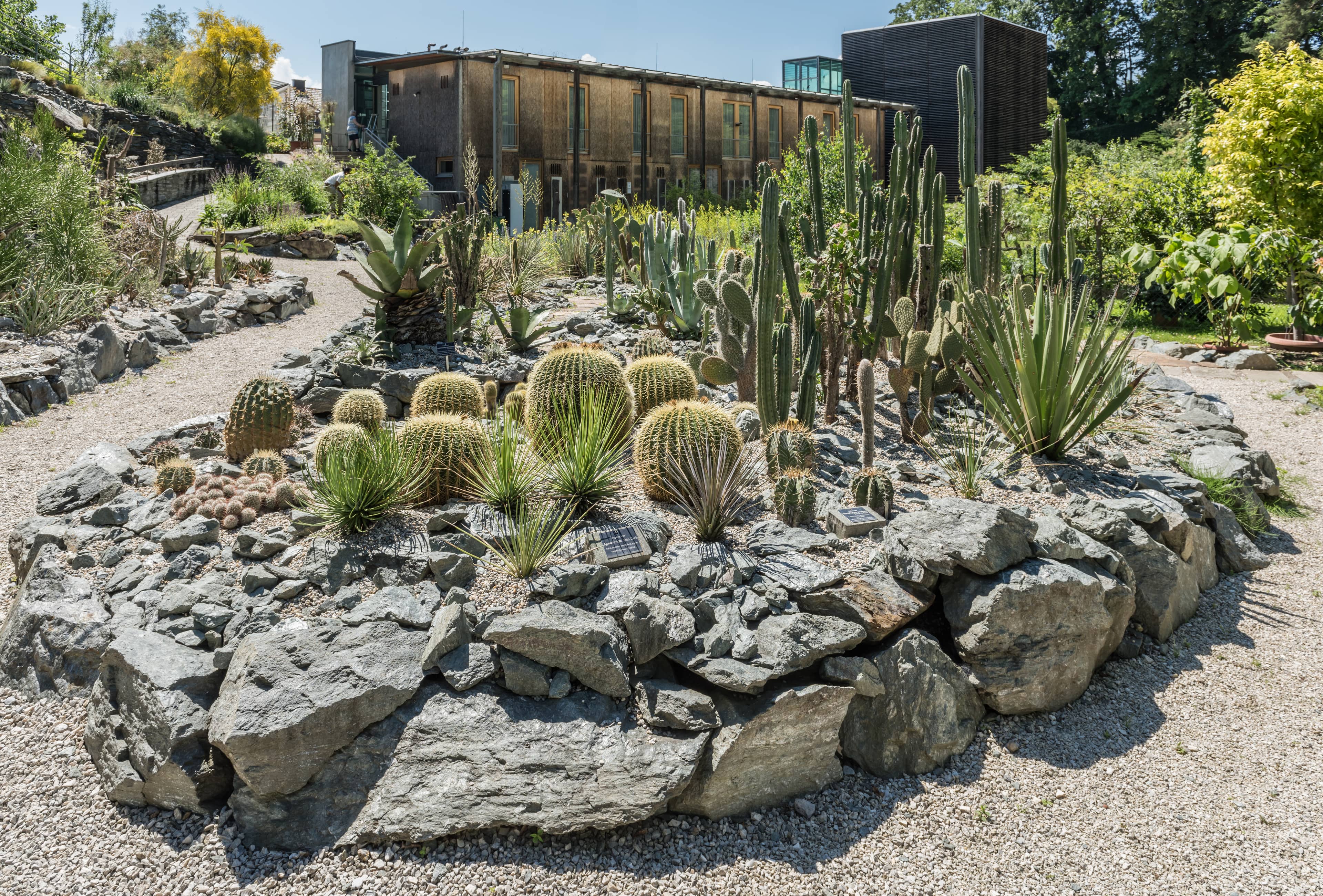 Unique Cactus Collection