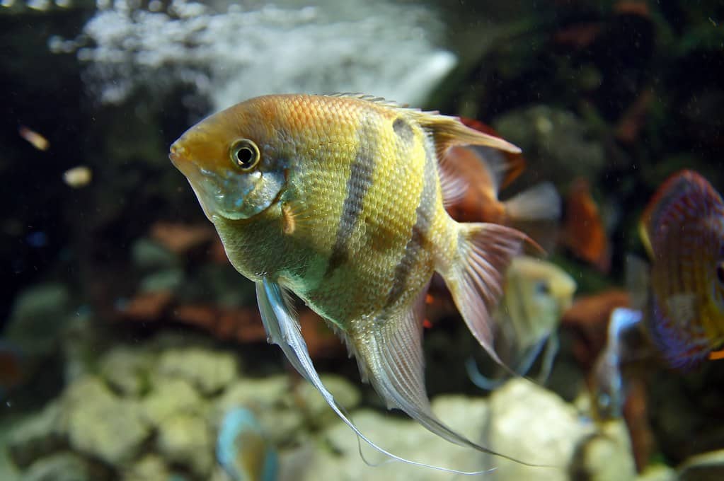 Diverse Freshwater Ecosystems