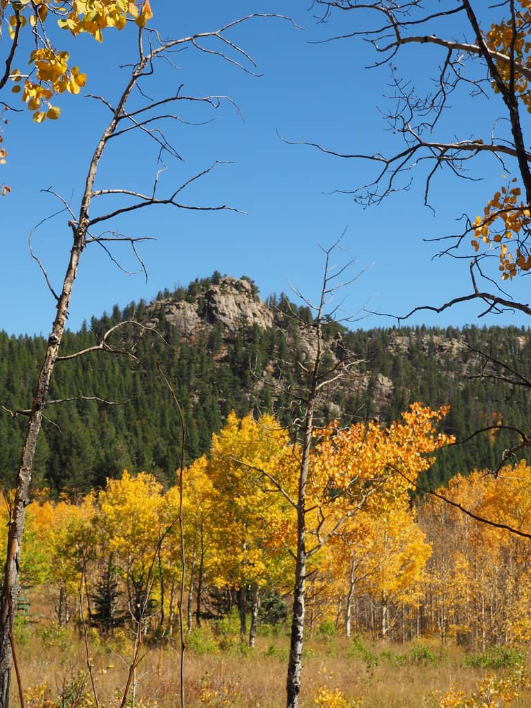 Aspen Groves