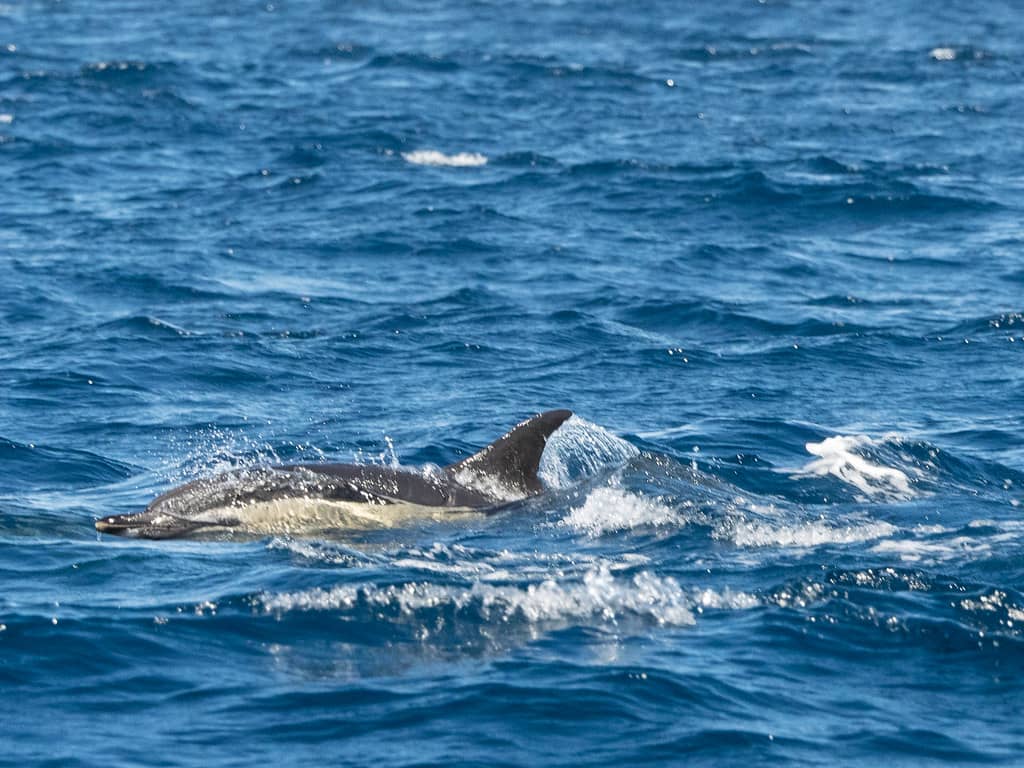 Dolphin Watching Safari