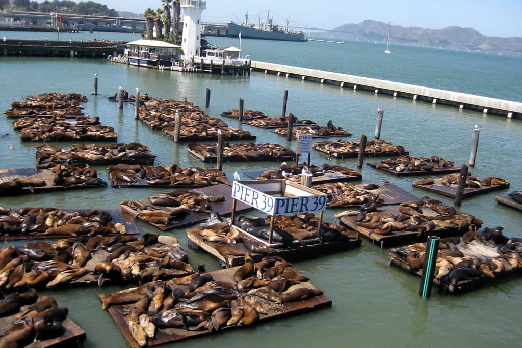 Pier 39