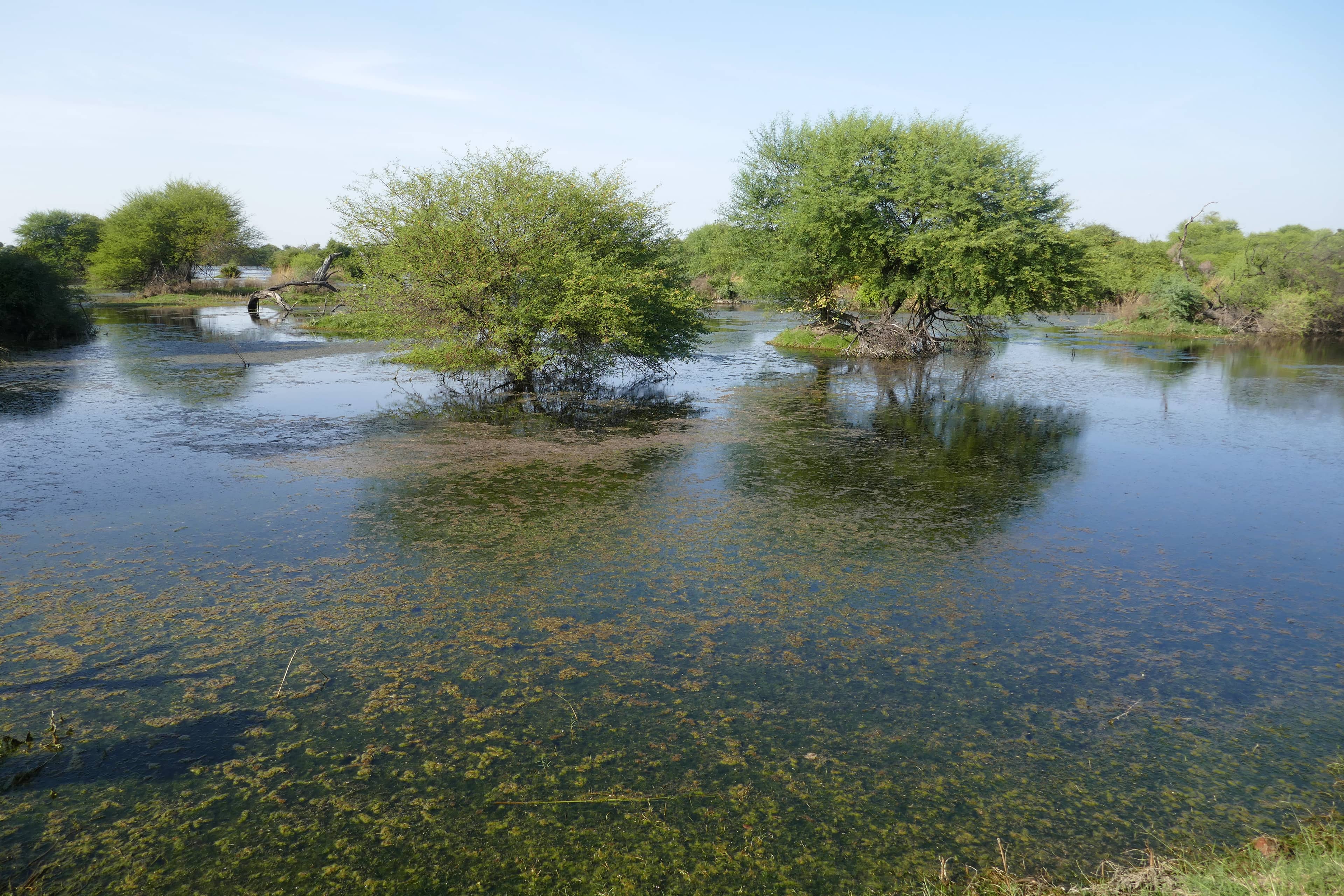 Man-Made Wetland Ecosystem