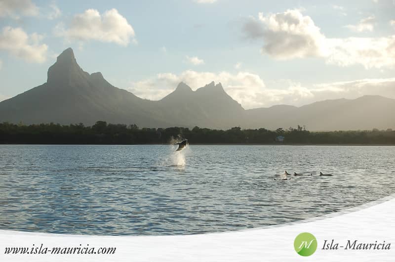 Dolphin Watching Cruises