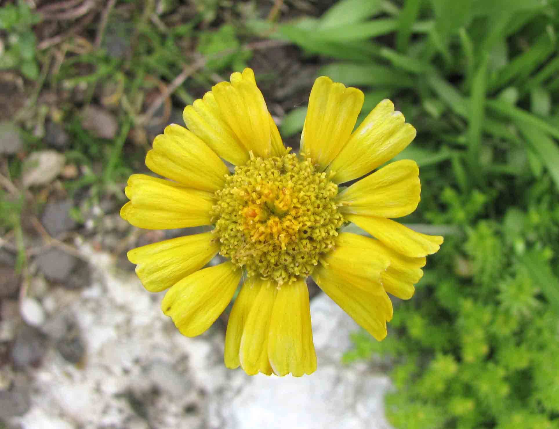 Botanical Garden Oasis
