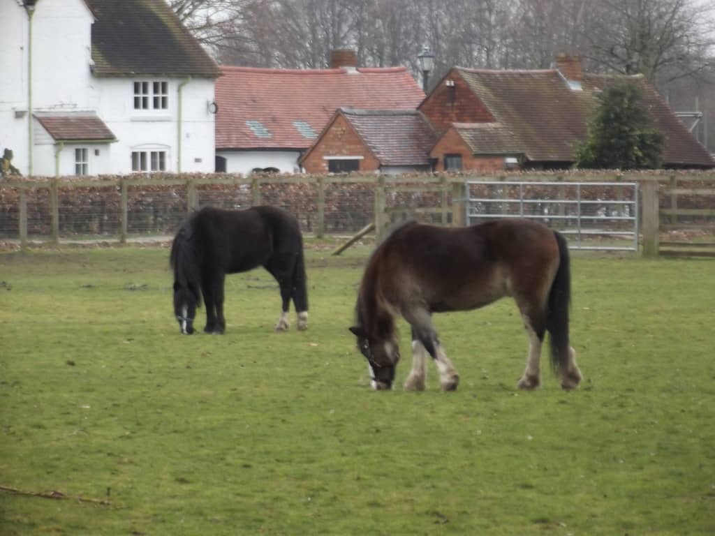 Old Rectory Farm Animals