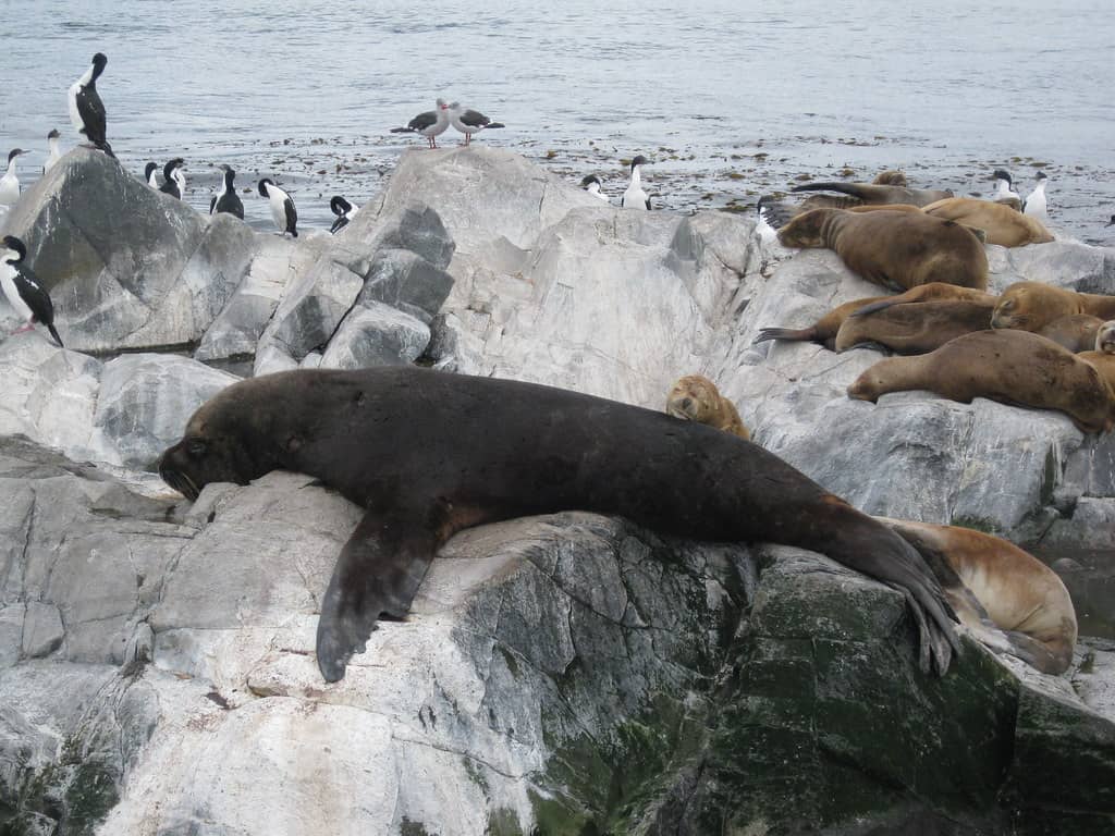 Sea Lion Colony