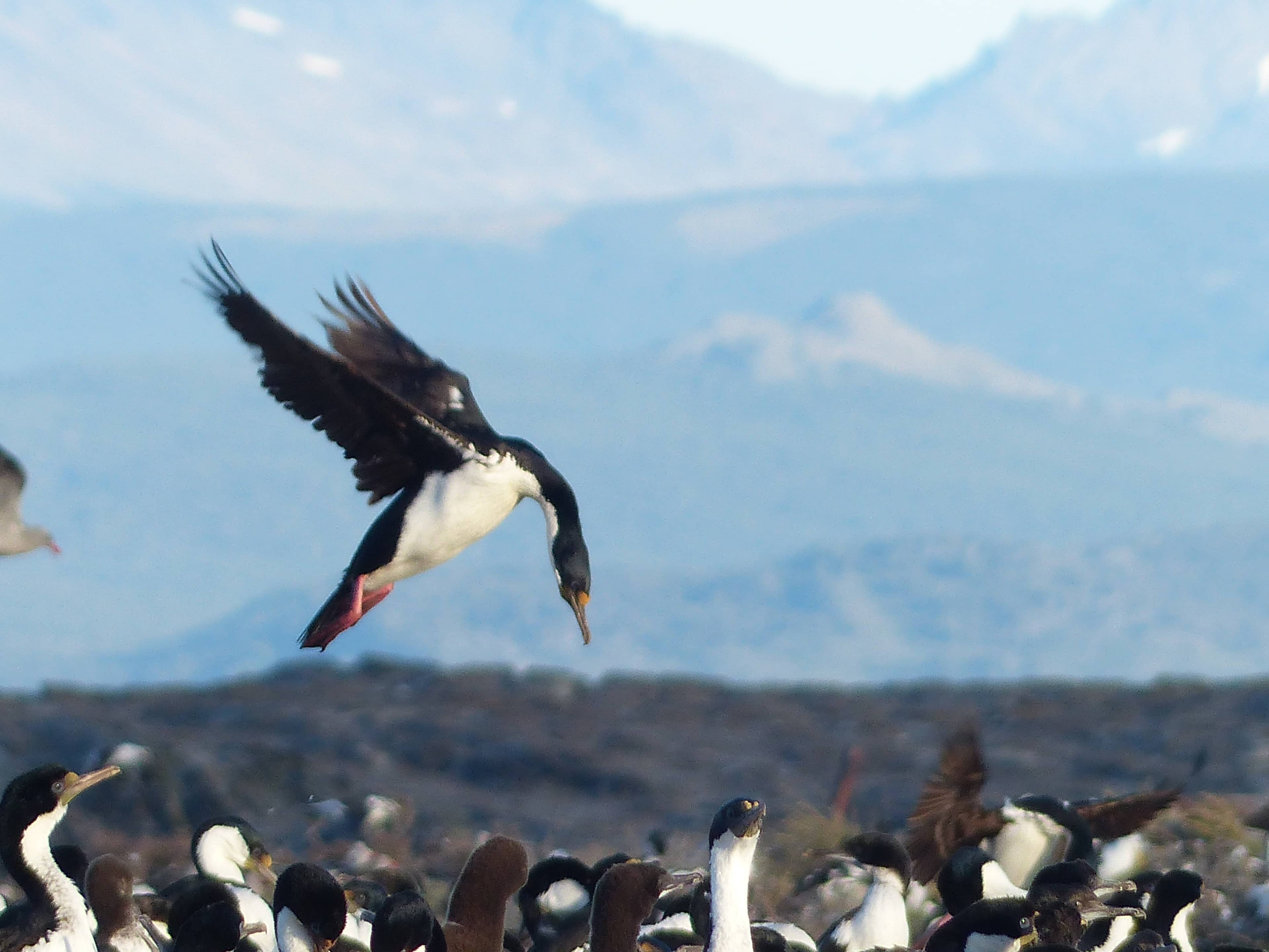 Bird Island (Isla de los Pájaros)