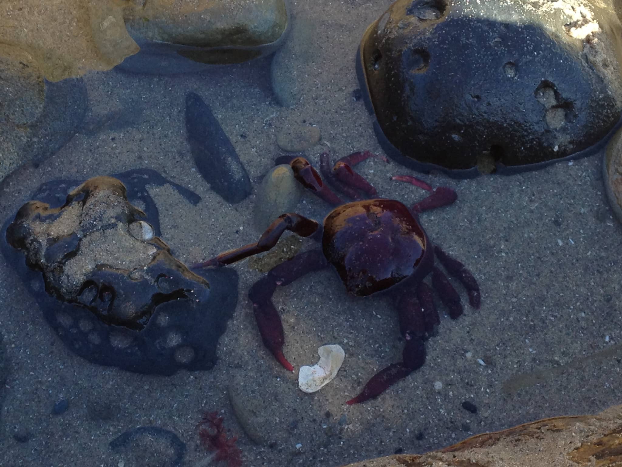 Tidal Pools