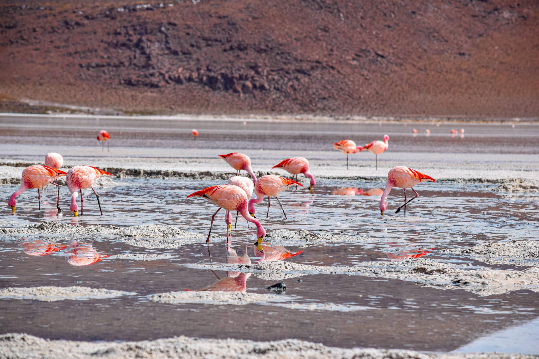 Migratory Birds