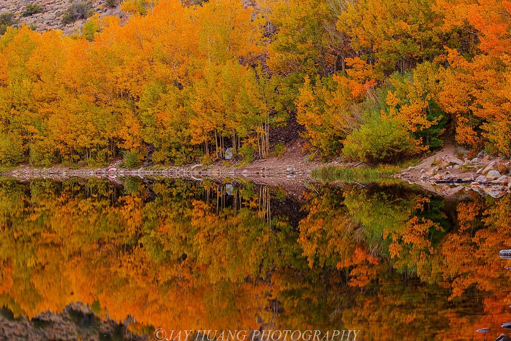 Autumn Foliage