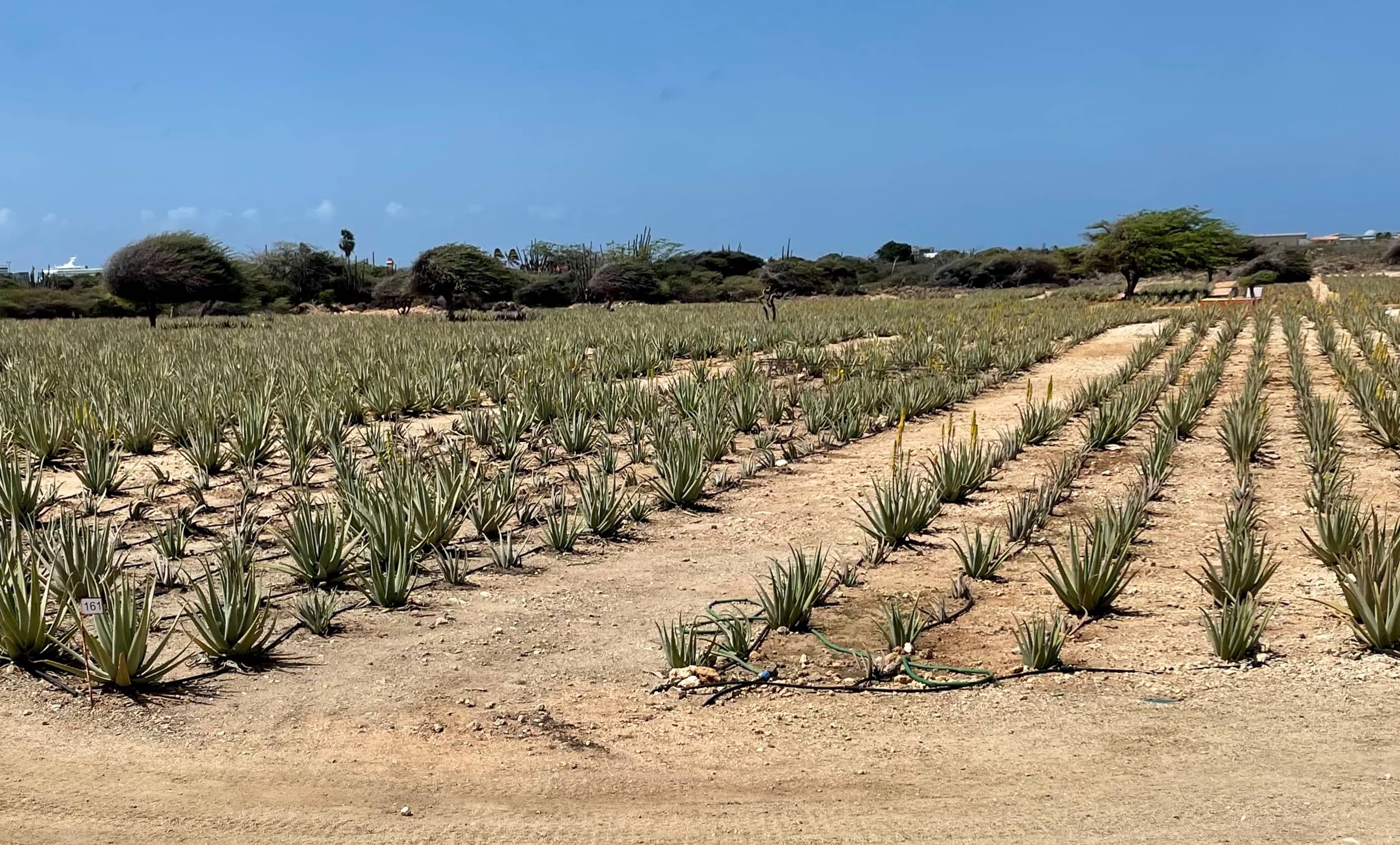 Aloe Fields