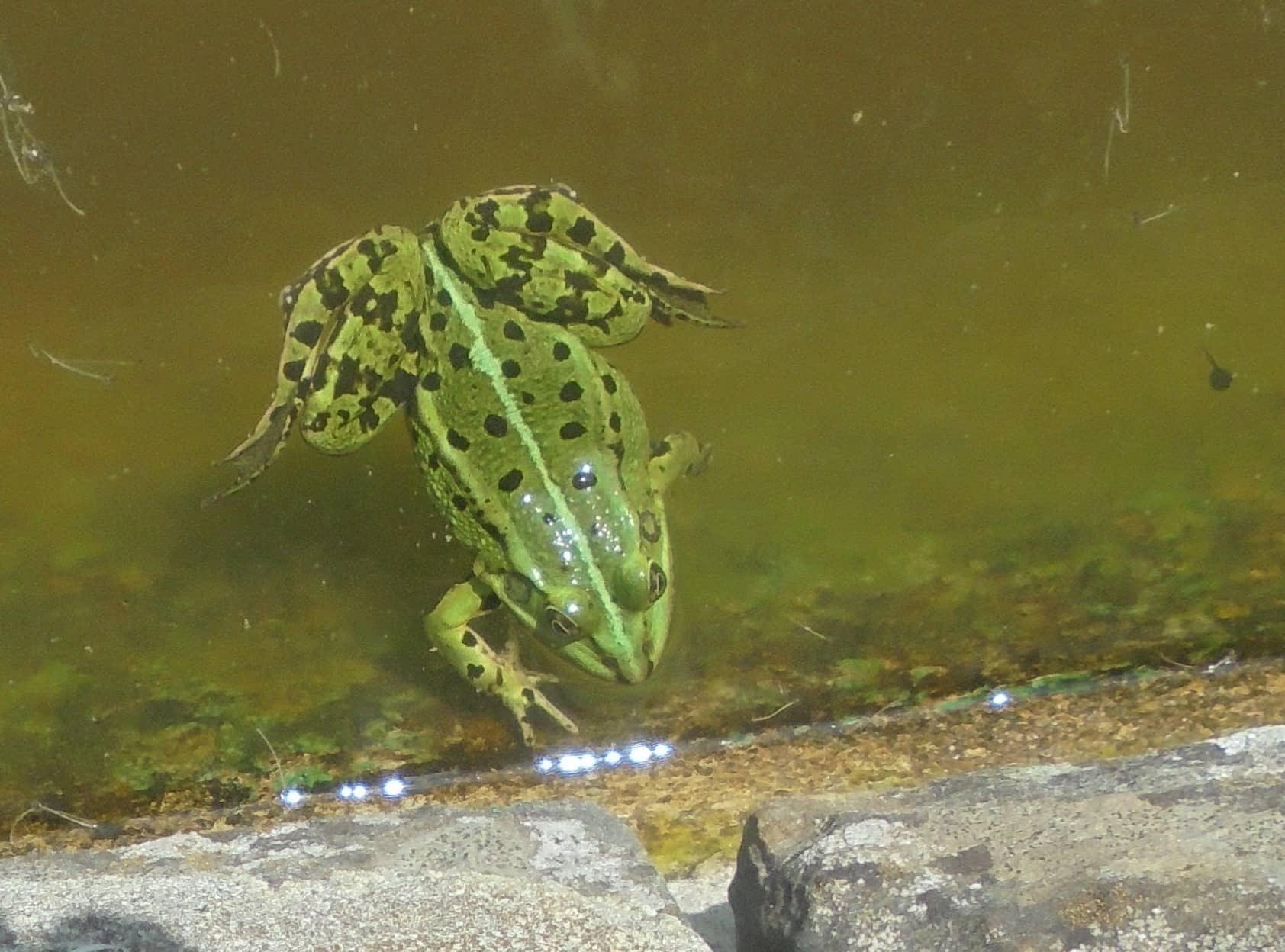 Tranquil Ponds & Water Features