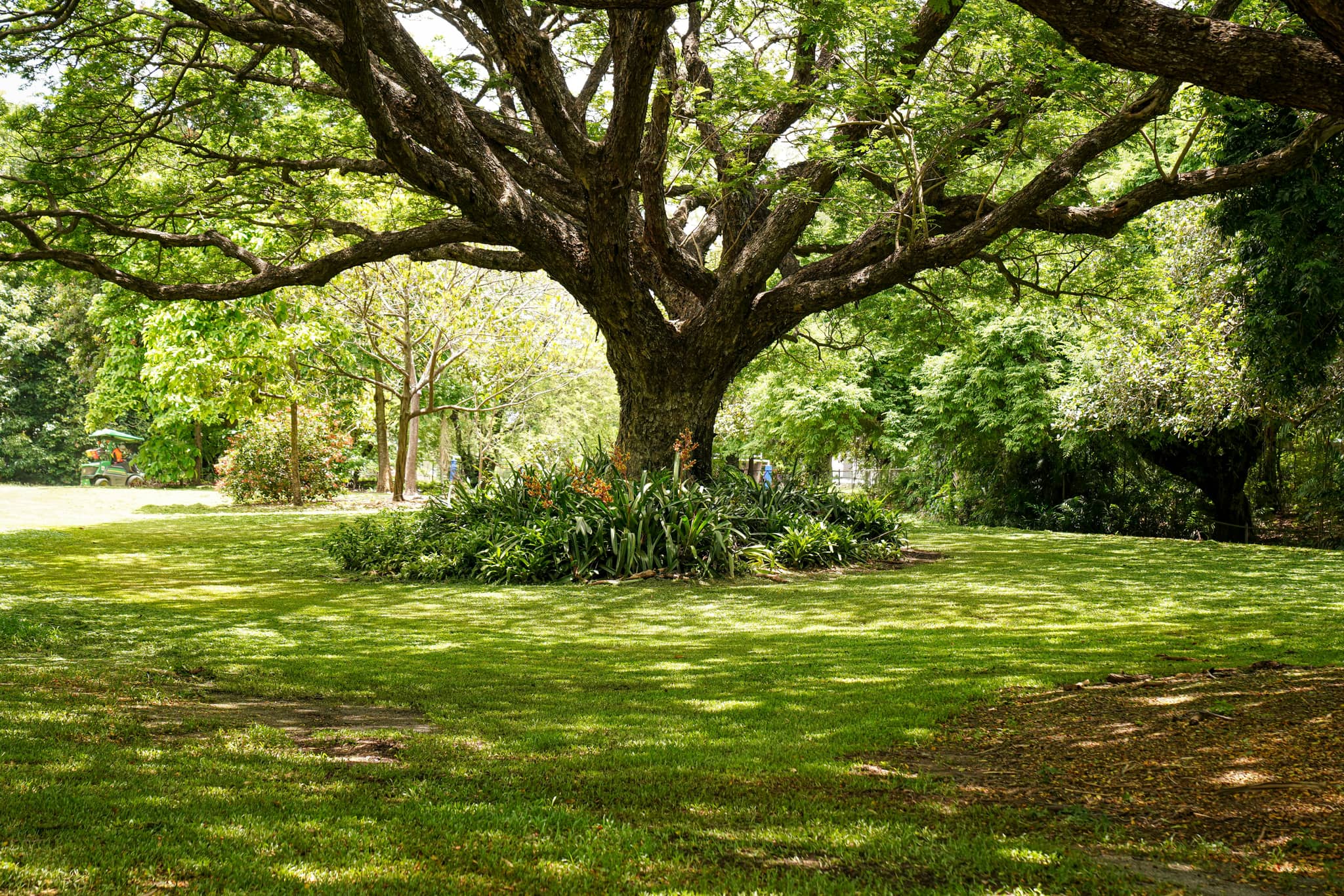 Majestic Trees & Greenery