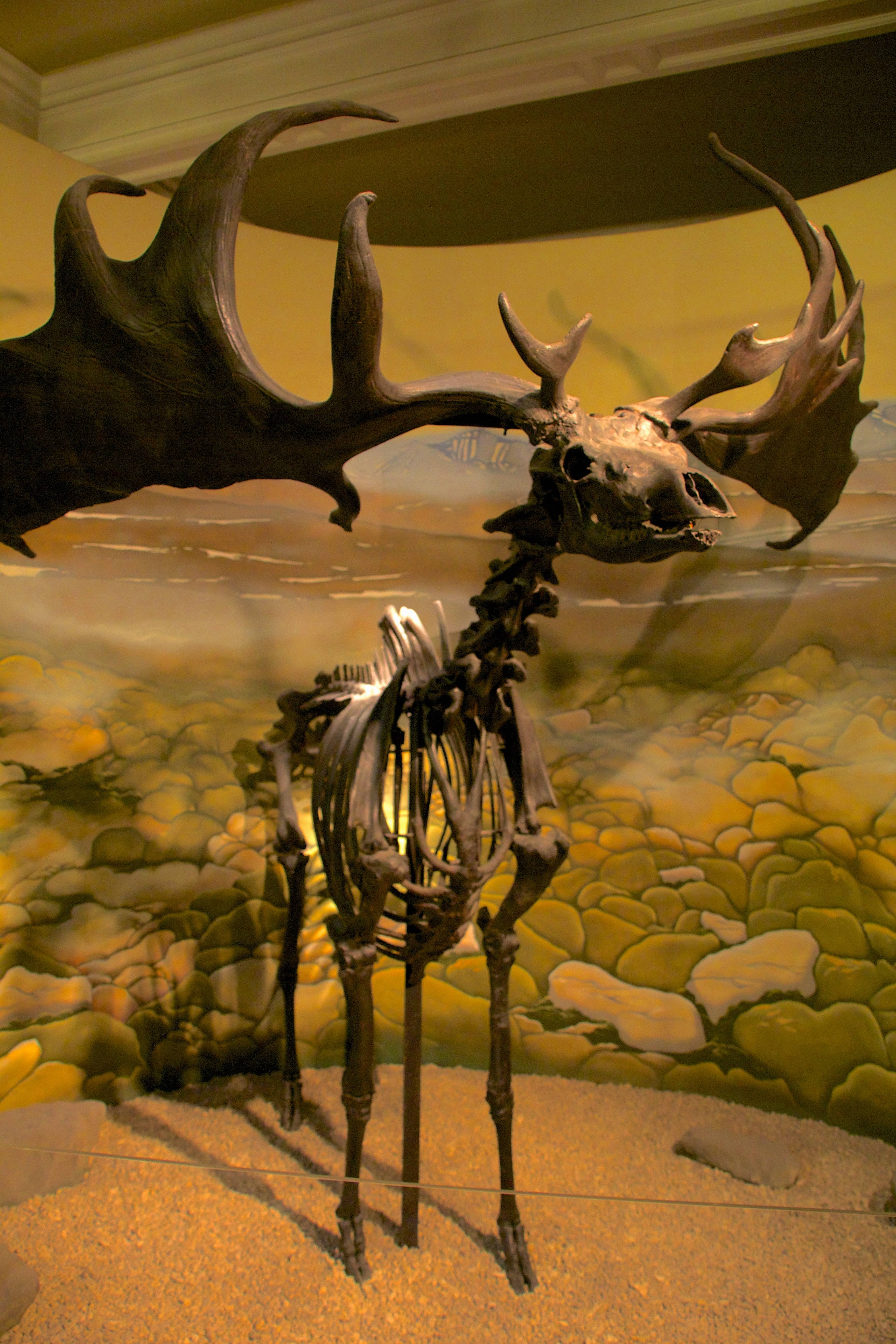 Fascinating Natural History