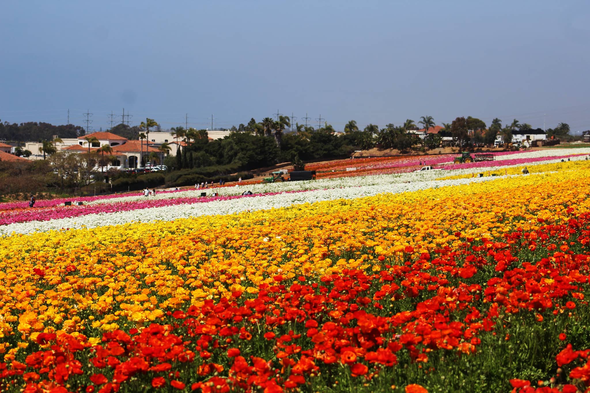 Vibrant Flower Fields