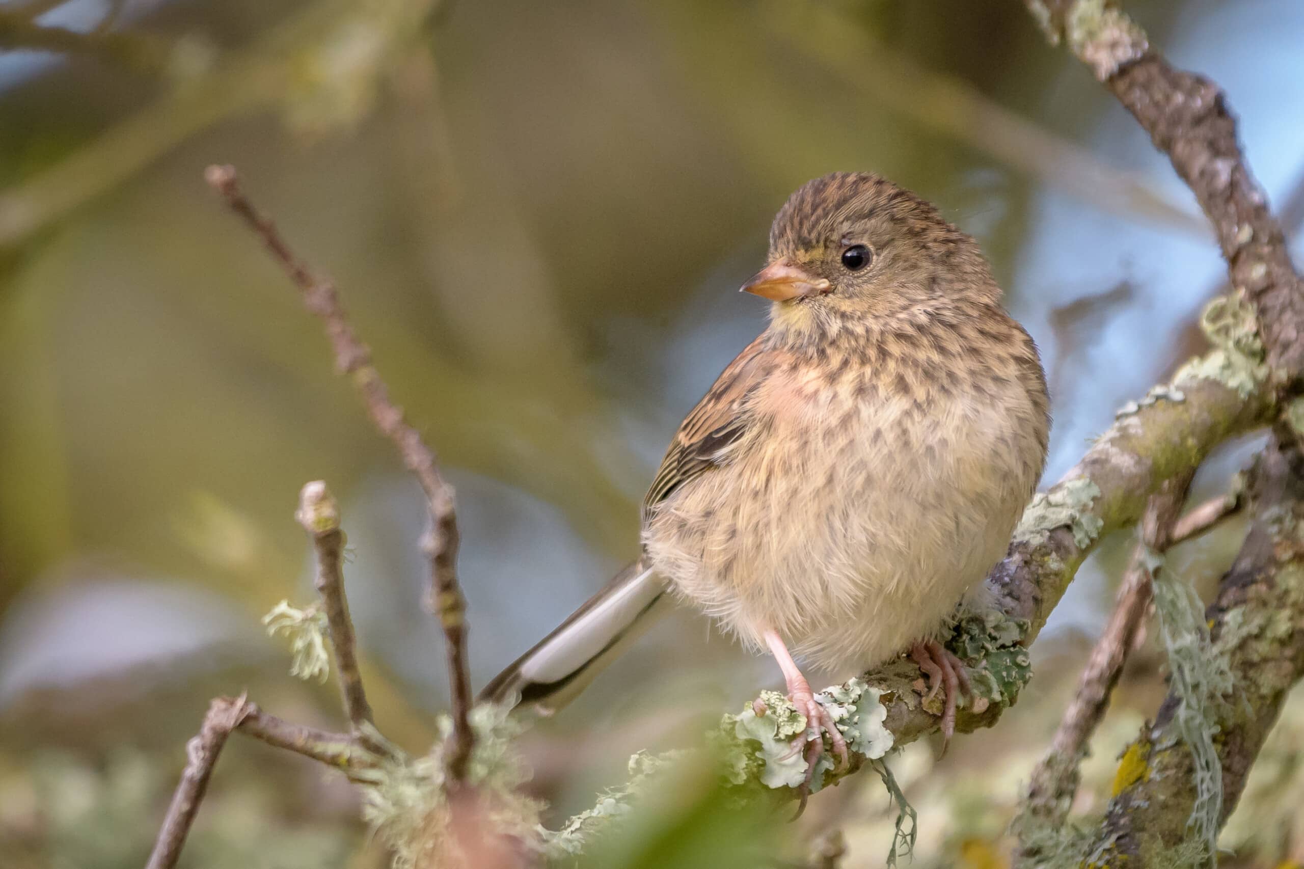 Bird Garden Encounters