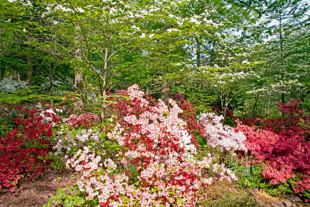 Azalea Collections
