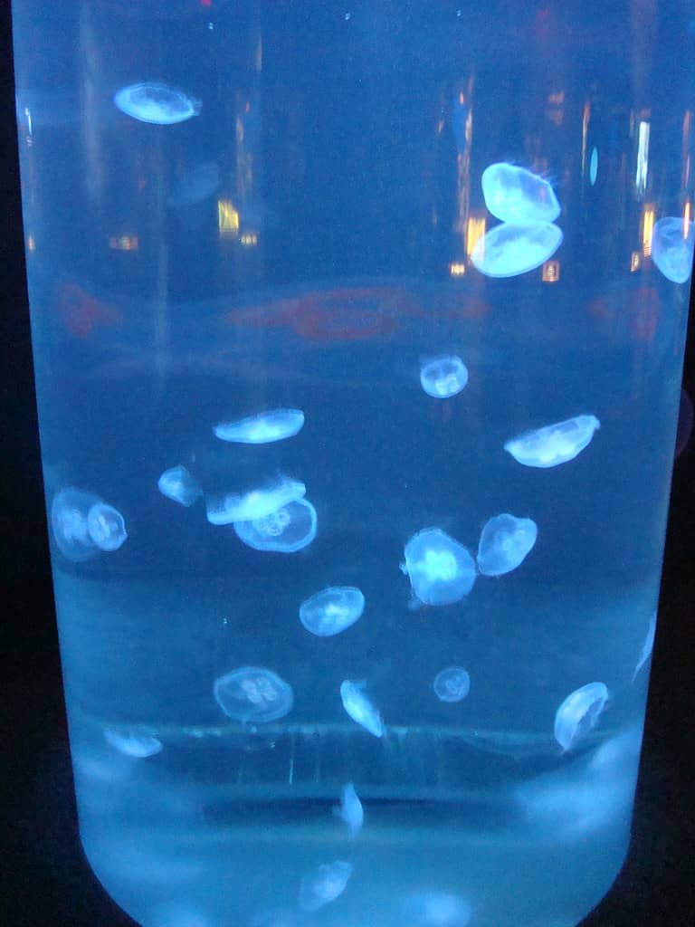 Jellyfish Gallery