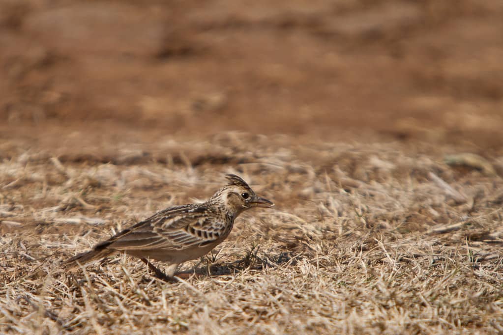 Birdwatching Opportunities