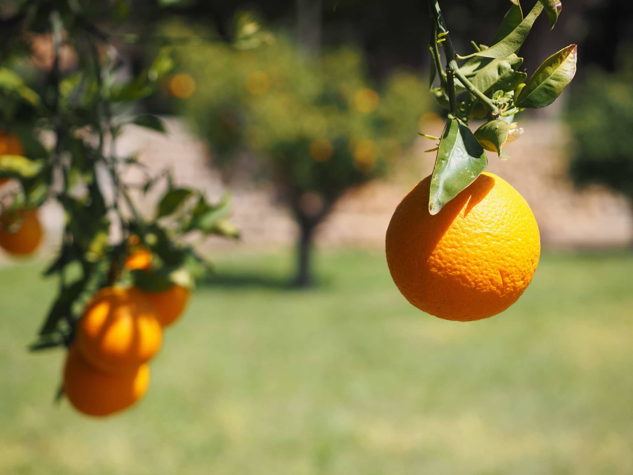 Fruit Tree Avenues