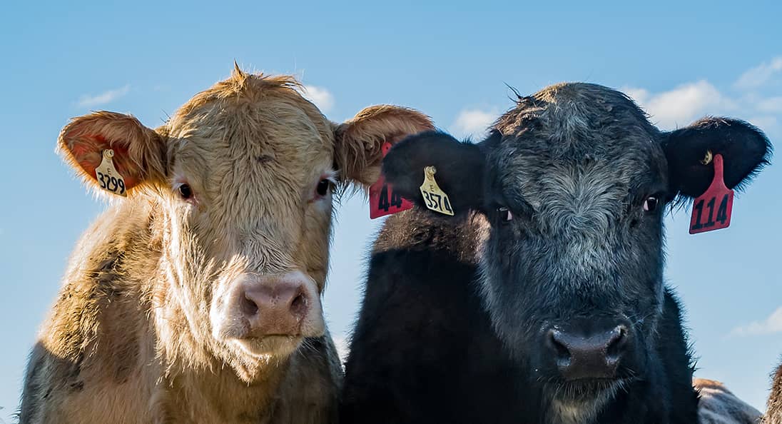Farm Animals