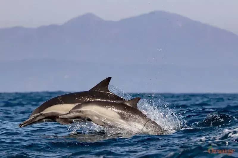Sunset Dolphin Cruise