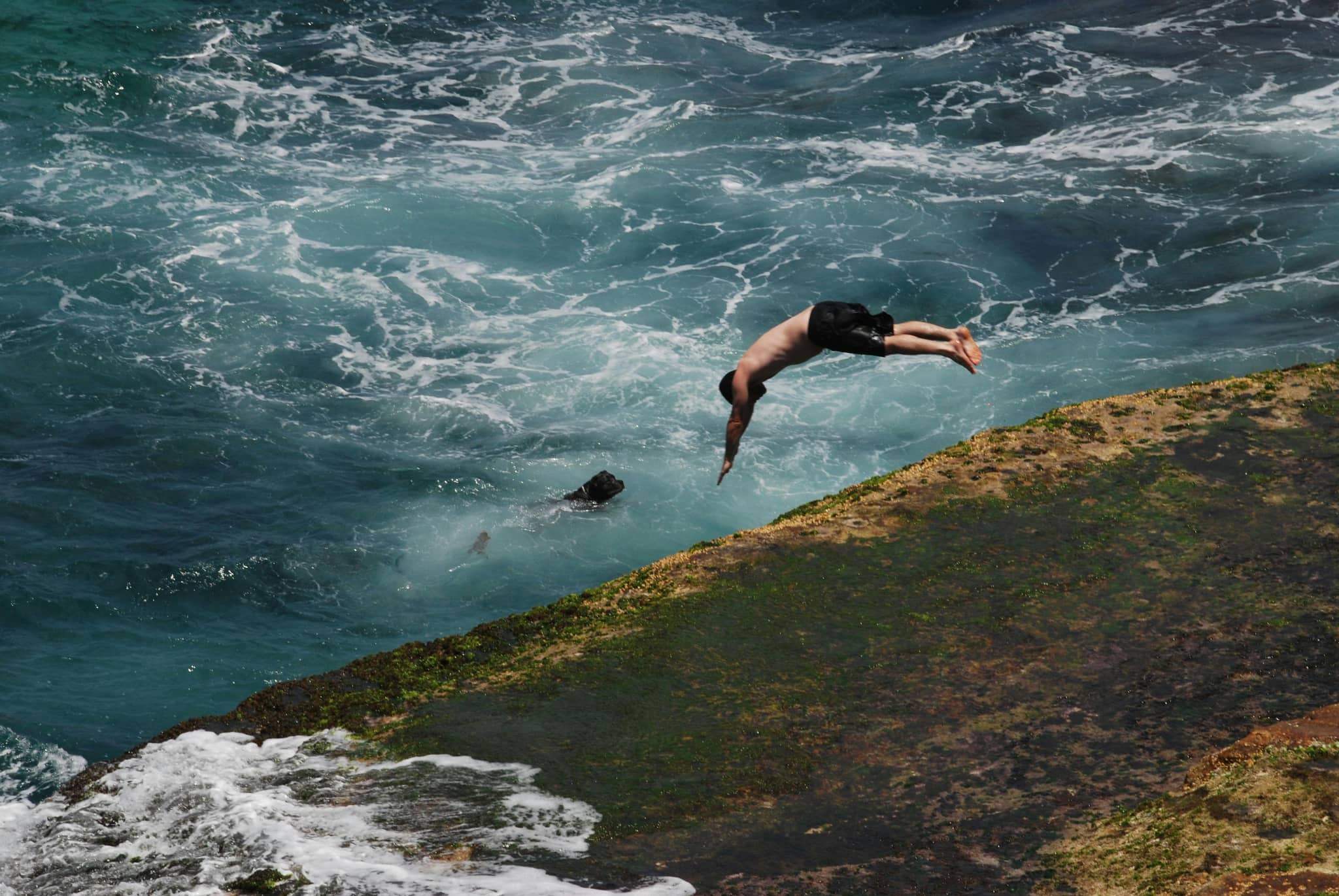Local Surfing and Diving Action