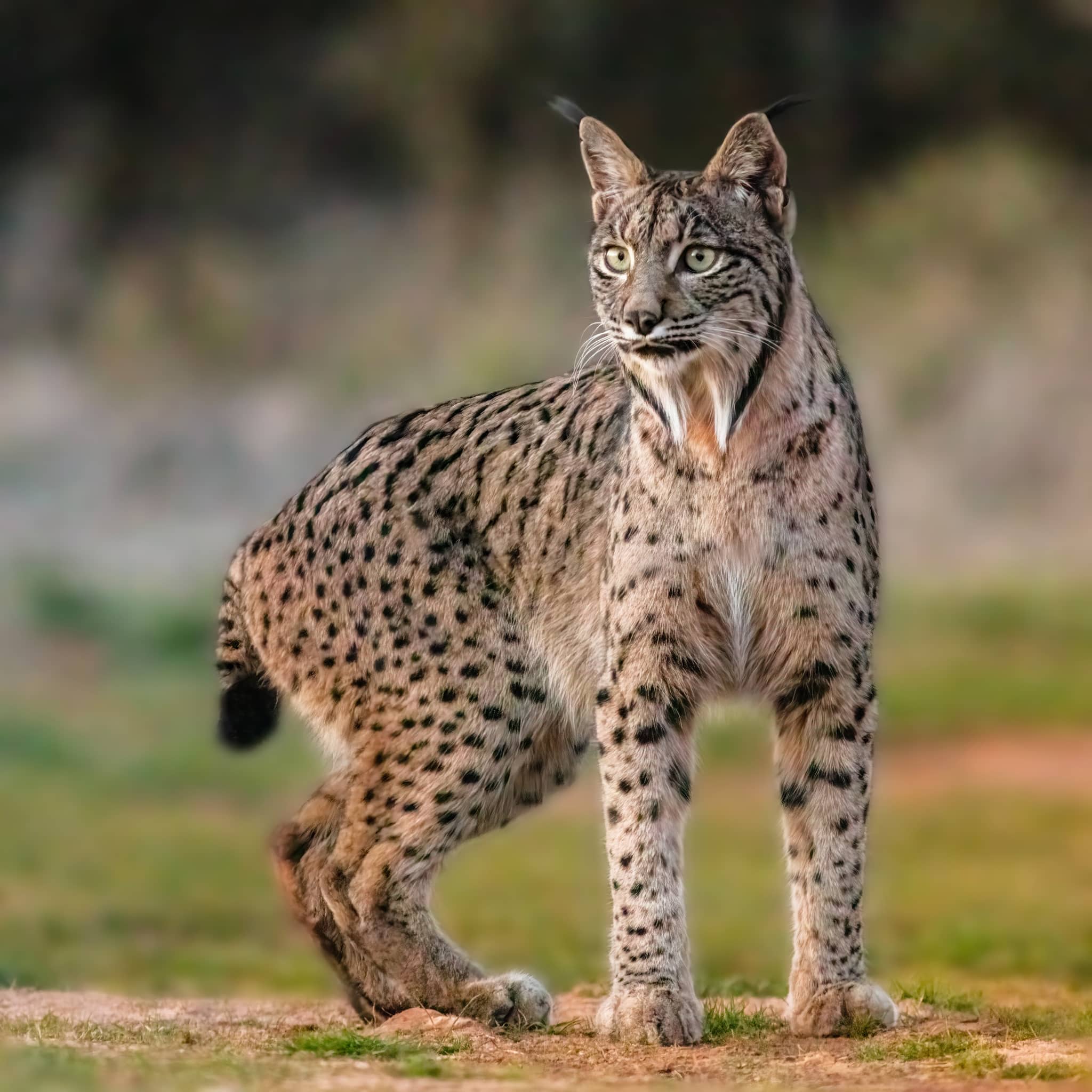 Iberian Lynx Habitat