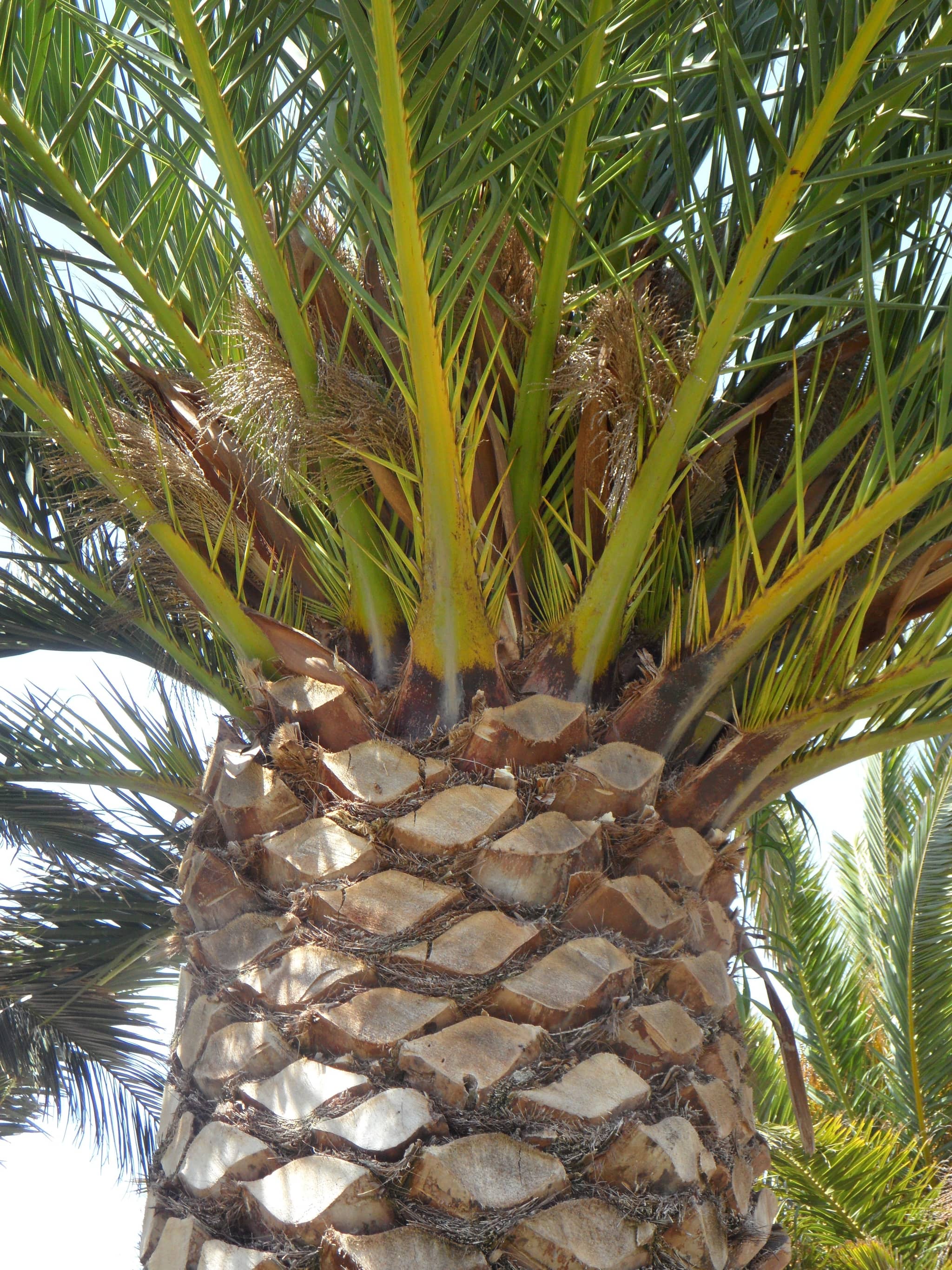 Unique Palm Tree Ambiance