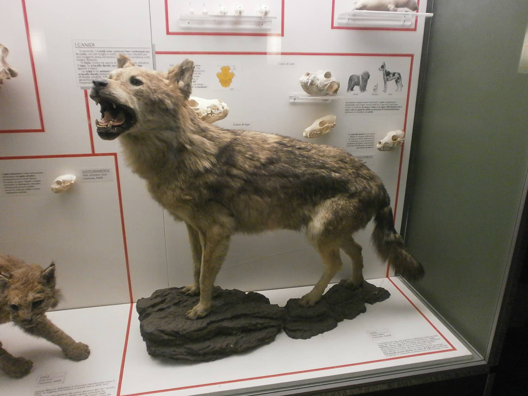 Biodiversity Displays