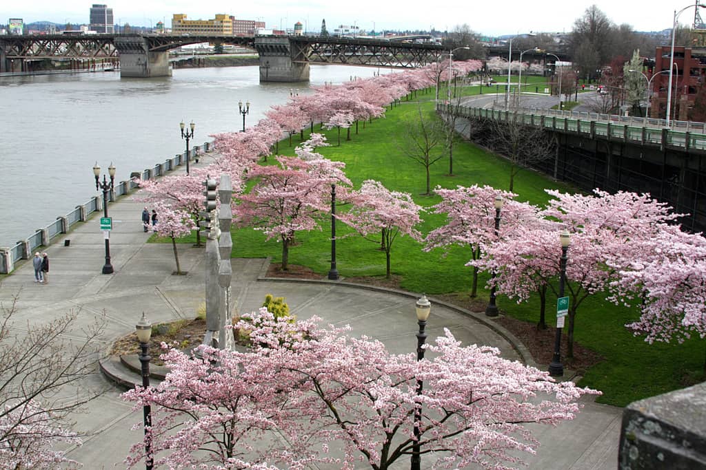 Willamette River Views