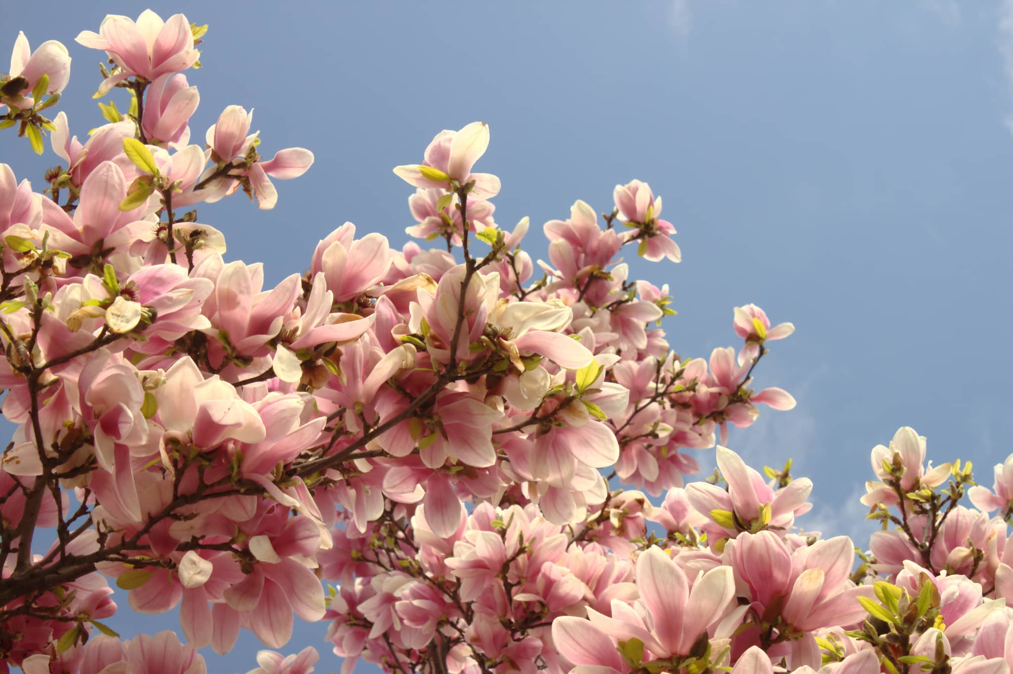 Magnolia Blooms