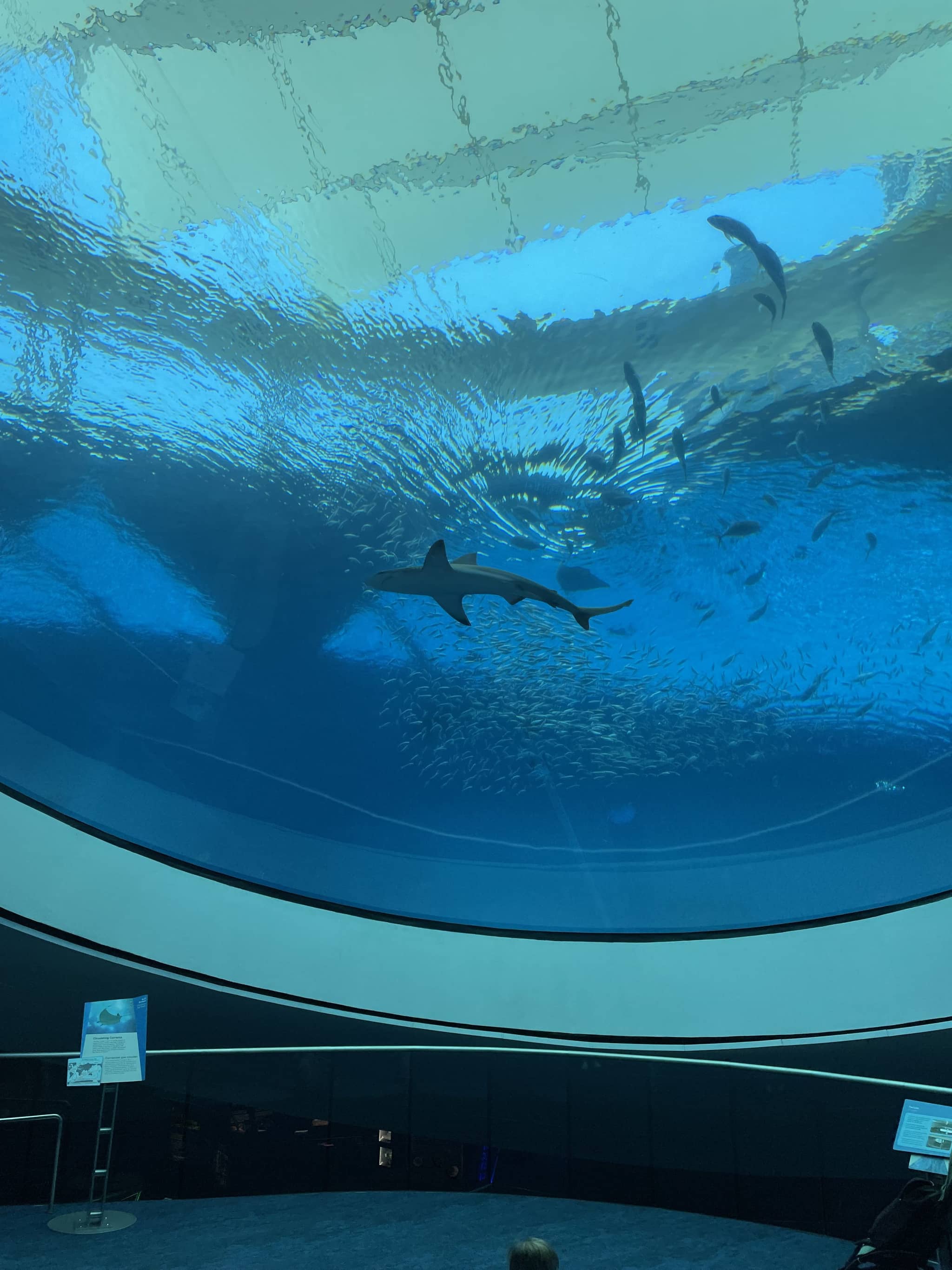 Aquarium & Live Animals