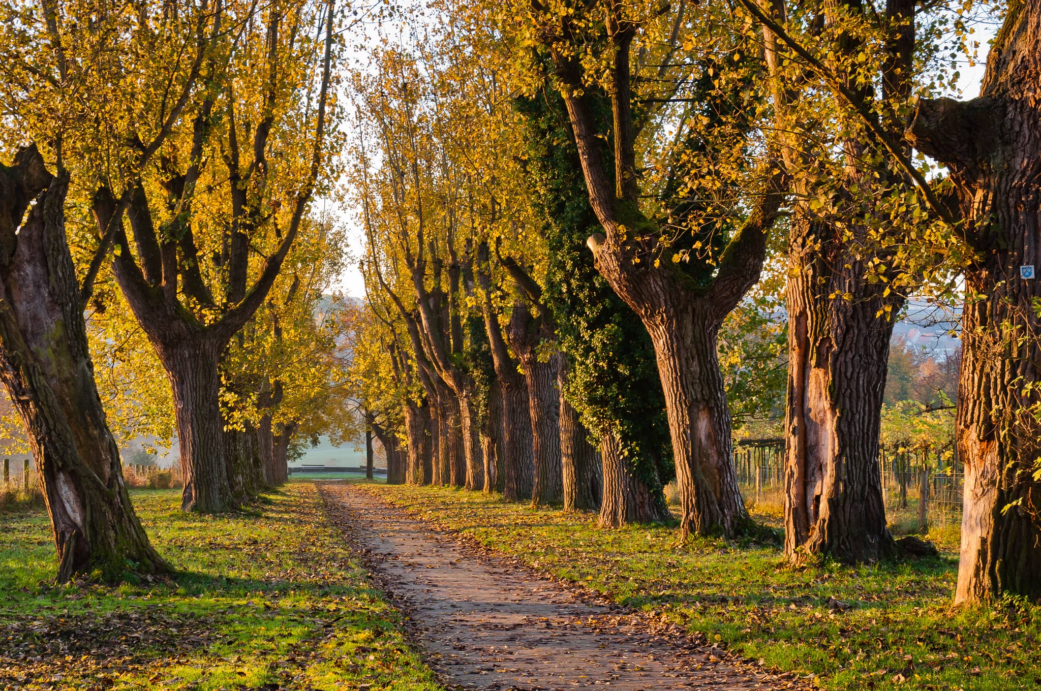 Arboretum Collection