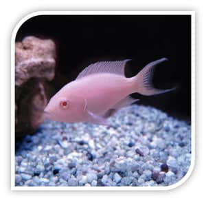 Diverse Marine Species