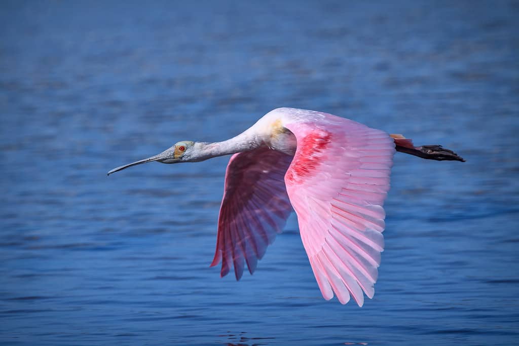 Ding Darling National Wildlife Refuge