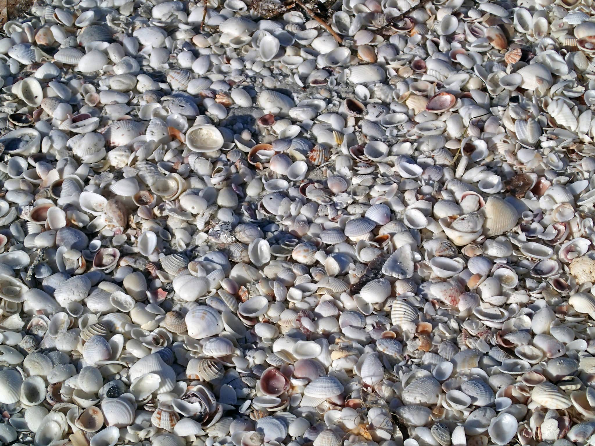 Edgartown Beach & Wildlife