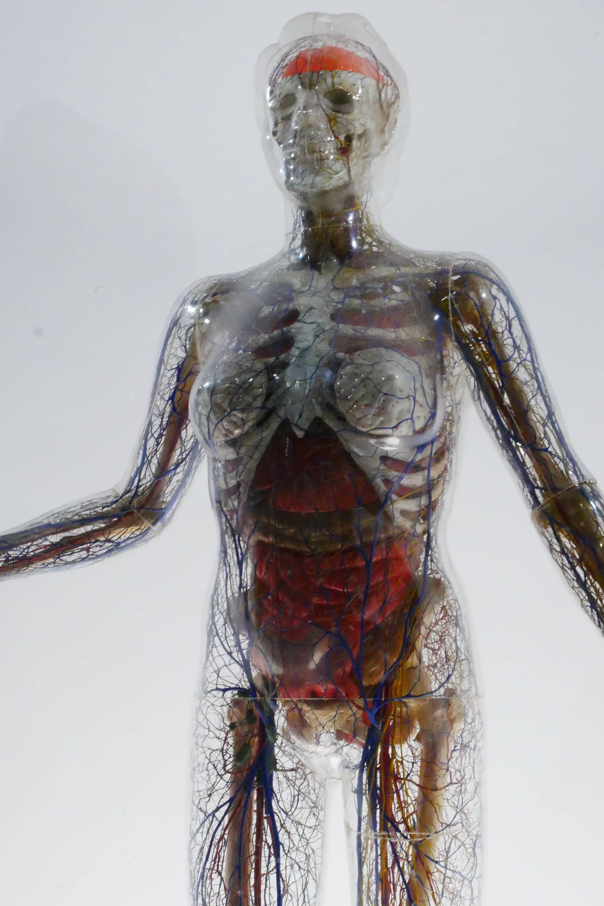 Human Body Exhibit