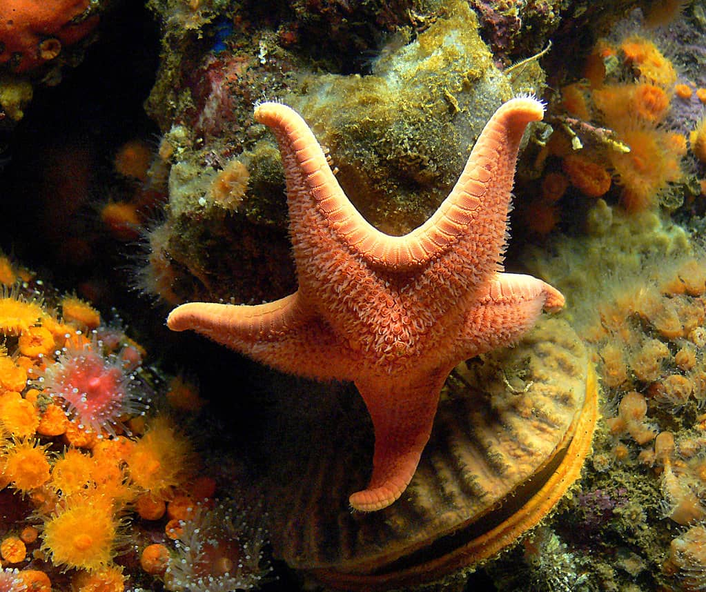 Delicate Sea Stars